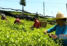 贵州凤岗 结构调整出实效 茶叶产业带民