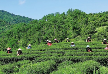  五指山绿茶多少钱一斤_五指山水漫镇的绿茶最新价格